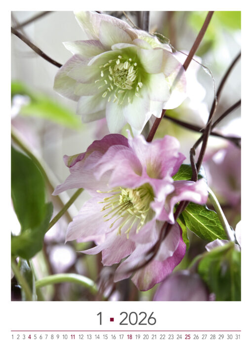 BLOOM's wall calendar Blooming Moments 2026 - Image 3