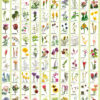 Plant-Poster Cut Flowers II