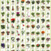 Plant-Poster Indoor Plants