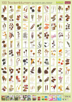 Plant-Poster Dried Flowers